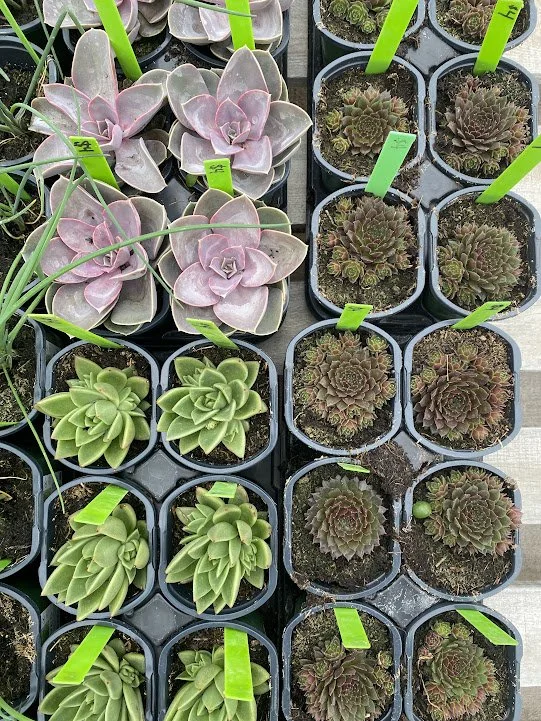  Succulent Variety - $4 