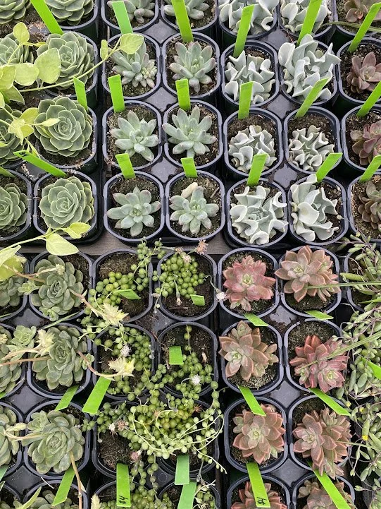  Succulent Variety - $4 each 