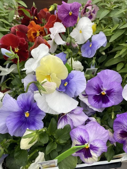  Pansy 6 pack - $4 