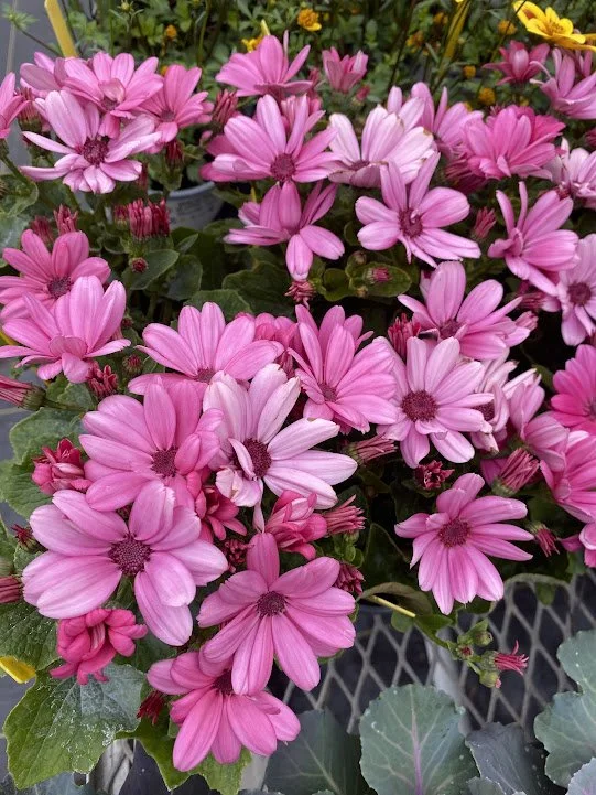  “Mandala Salmon” Pericallis - $6 