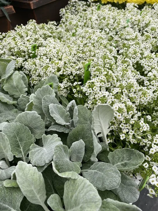  Dusty Miller and Alyssum 6 packs - $4 