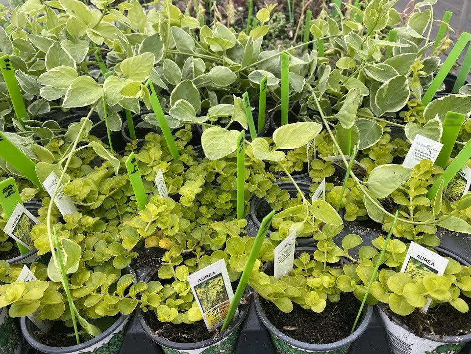  Creeping Jenny &amp; Vinca Vine Accents - $4 