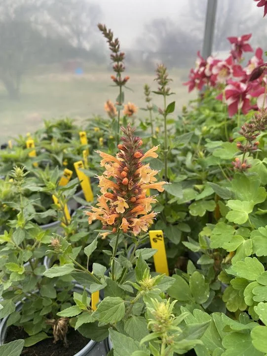  Perennial Agastache - $6 