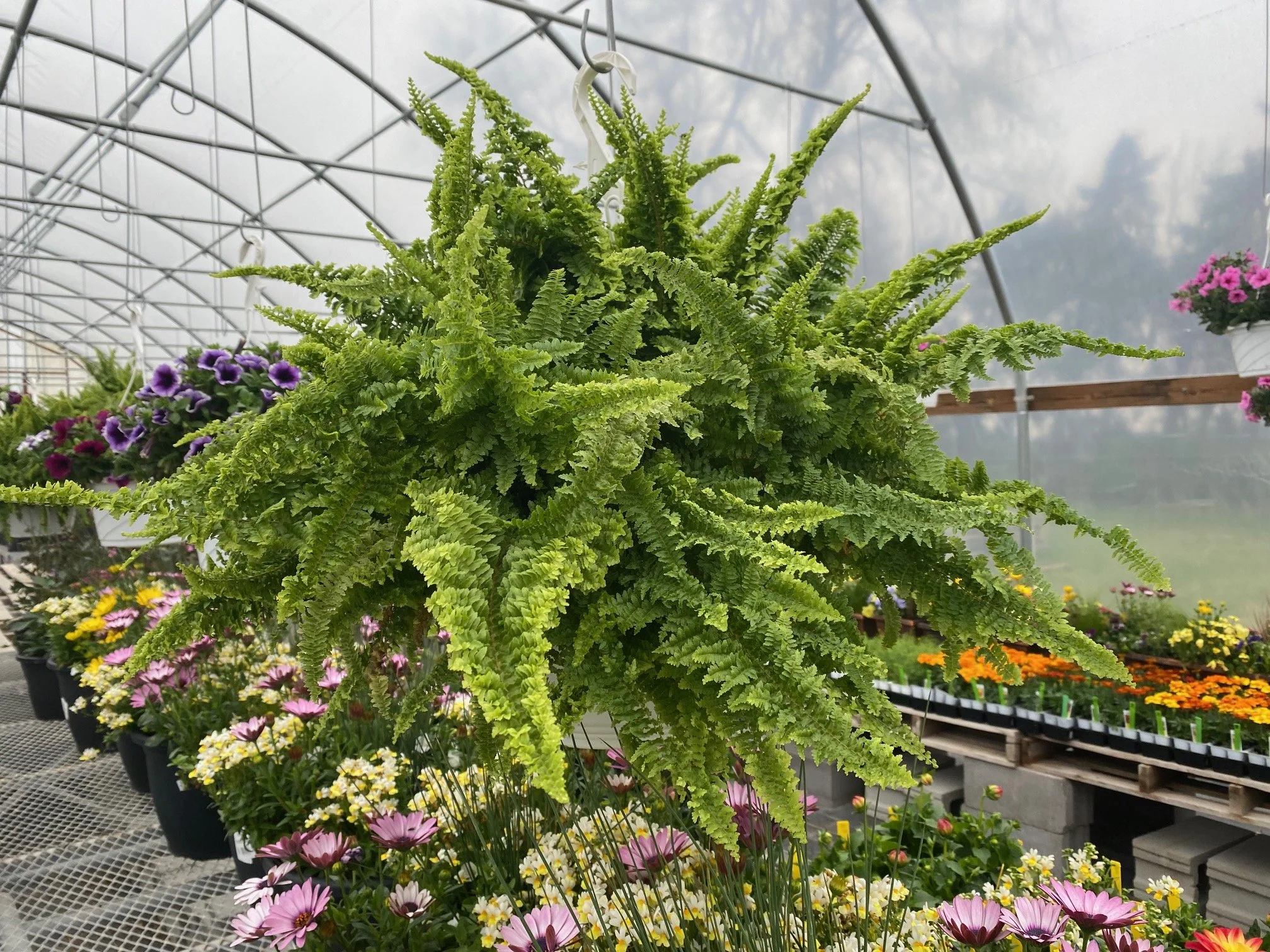  “Fluffy Ruffles” Fern - $20 