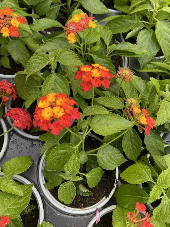  Lantana - Heartland Sunrise - $6 - Great for hot, dry places! 
