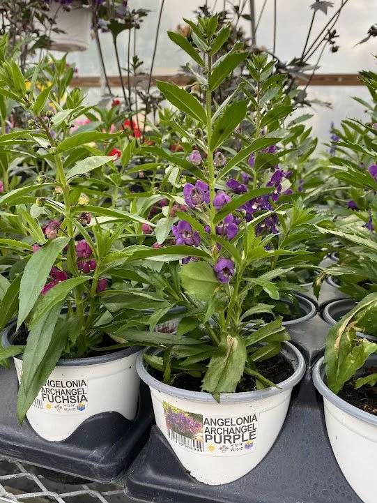  Angelonia - Archangel Purple - $6 