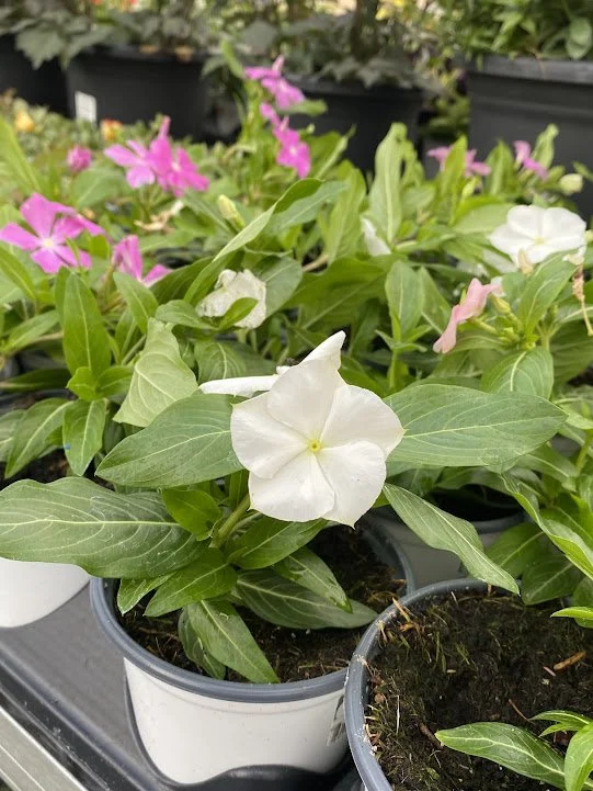  Cora Cascade Vinca - White - $6  Great for hot, dry places!   