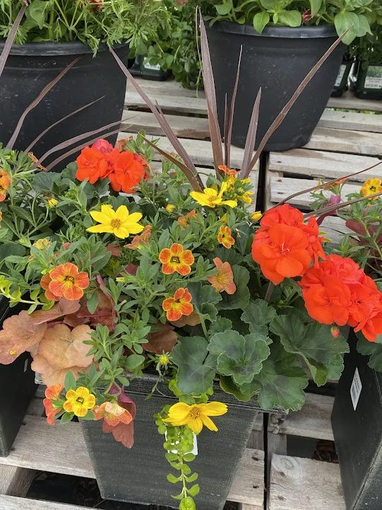  Large Square Combo Pot - "Blazing Orange" 