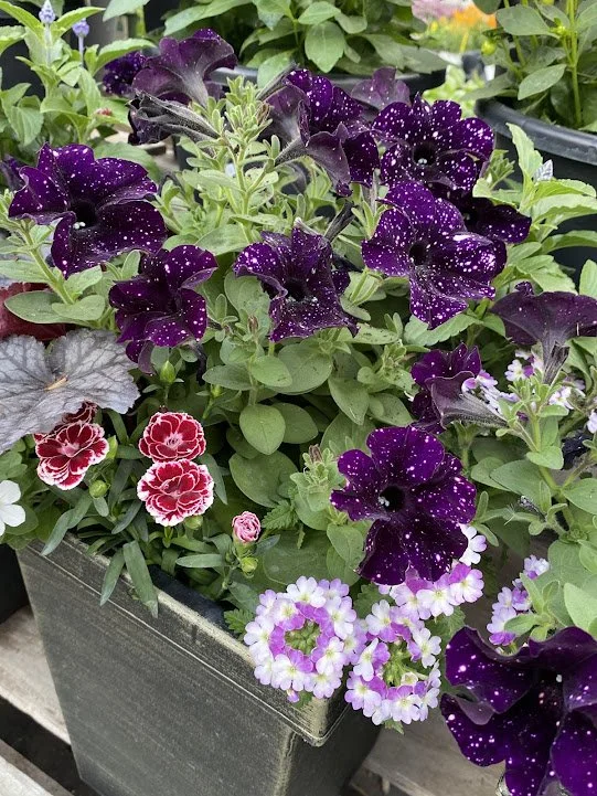 Large Square Combo Pot - "Dark Matter"