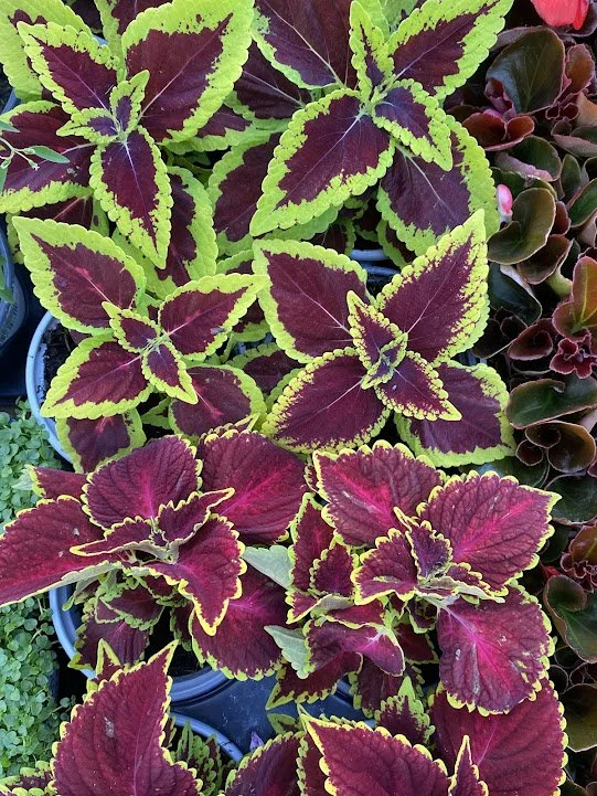  Coleus - Main Street "Ocean Drive" &amp; "Alligator Alley" - Takes Sun! 