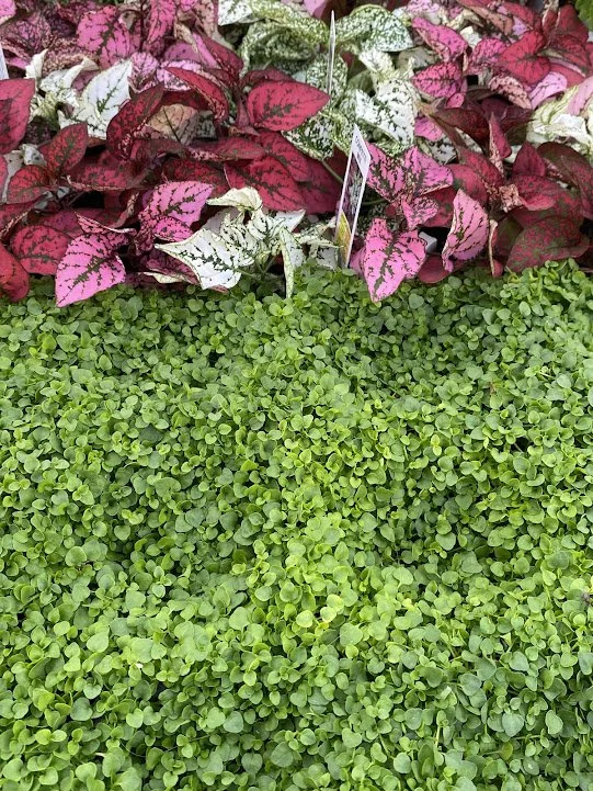  Hypoestes 6-pack &amp; Corsican Mint Accent 