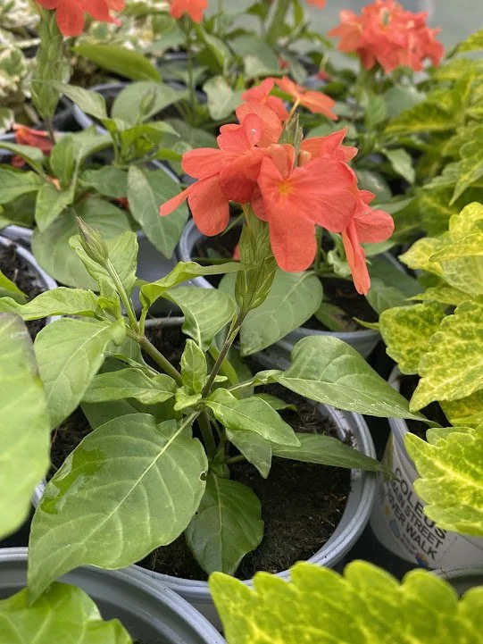  Crossandra - needs shade - blooms look like a wheat head! 