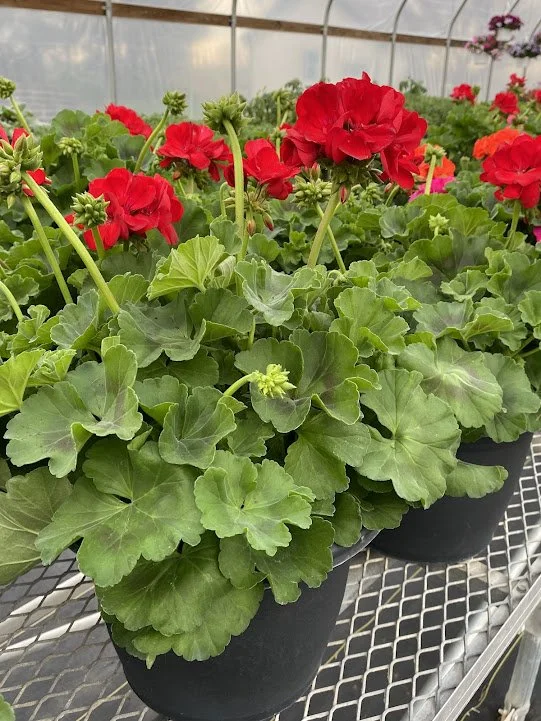  Big Ezee Dark Red Geranium - $20   