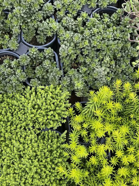  Sedum - “Little Glow”, “Bright Gold”, “Angelina” - $4 