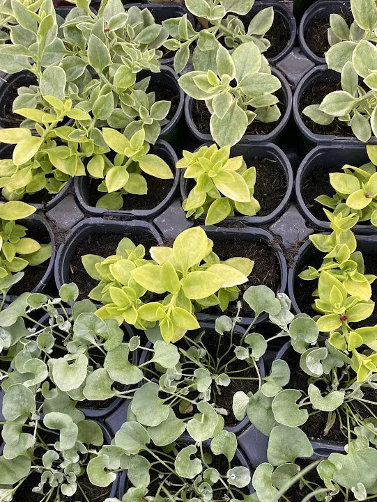  Mezoo - “Trailing Red” &amp; *new “Golden”.  Dichondra “Silver Surfer” 