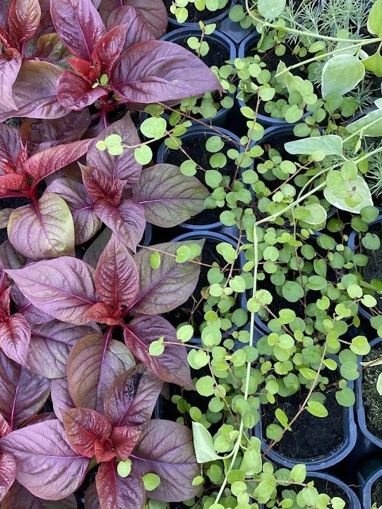  “Lizzard Leaf” celosia &amp; “Wire Vine” accents - $4 
