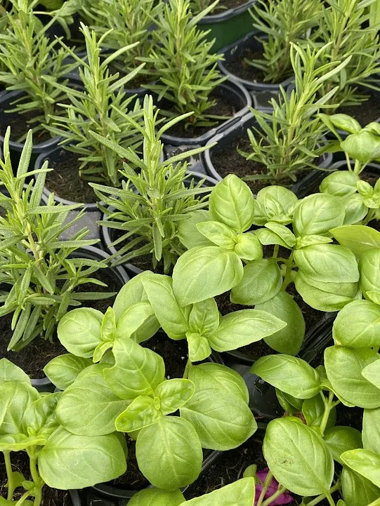  Herbs - “Barbeque” rosemary &amp; “Dolce Fresca” basil - $4 