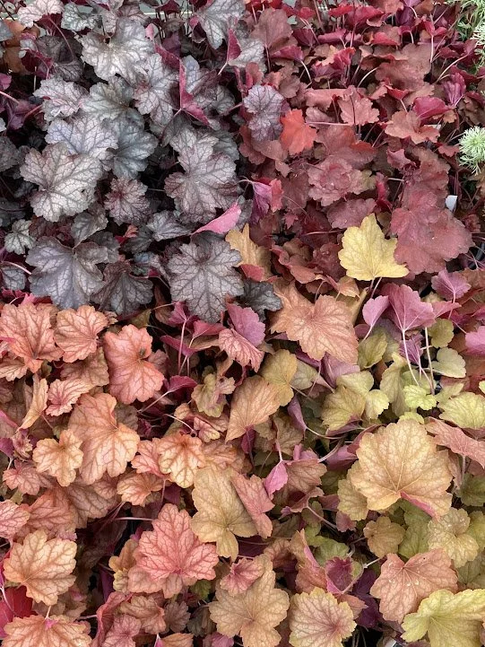 Heuchera variety!  Beautiful perennial foliage for shade! 