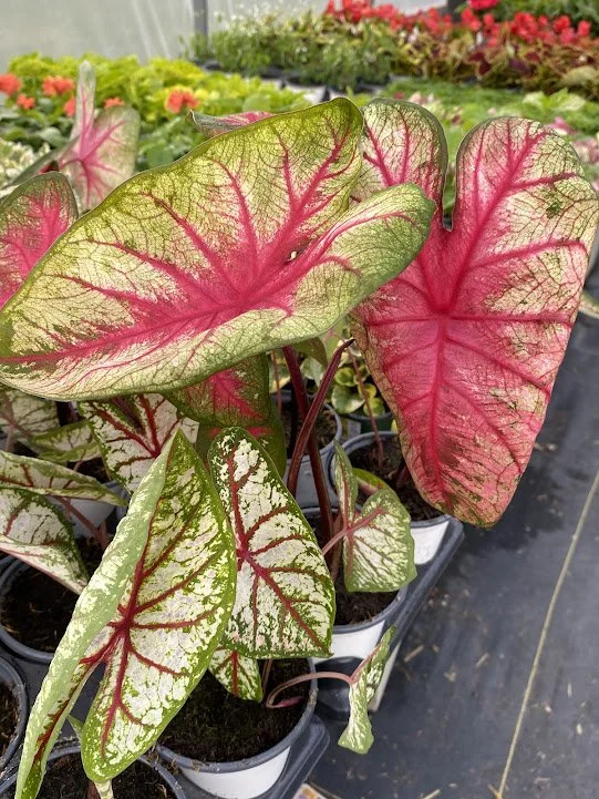 Caladium - “Just Saucy” &amp; “Party Punch” - $6   