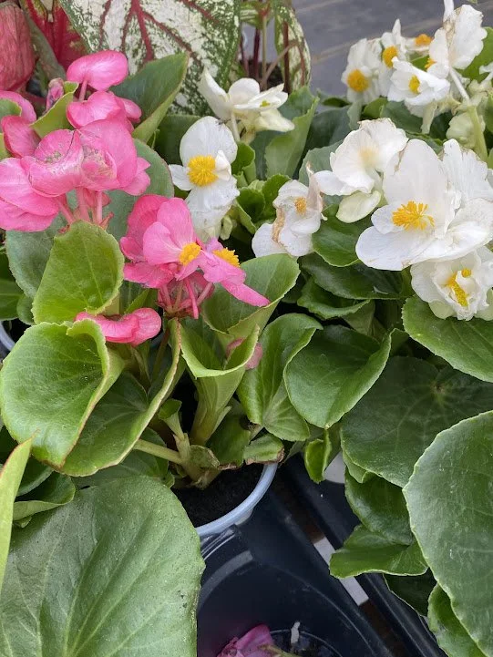  Only a few begonias so far - Mega Cool white &amp; rose - $6 