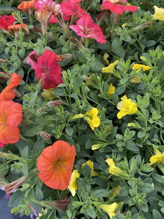 "Flower Shower Mayan" petunia &amp; "Lia Yellow" calibrachoa - $6