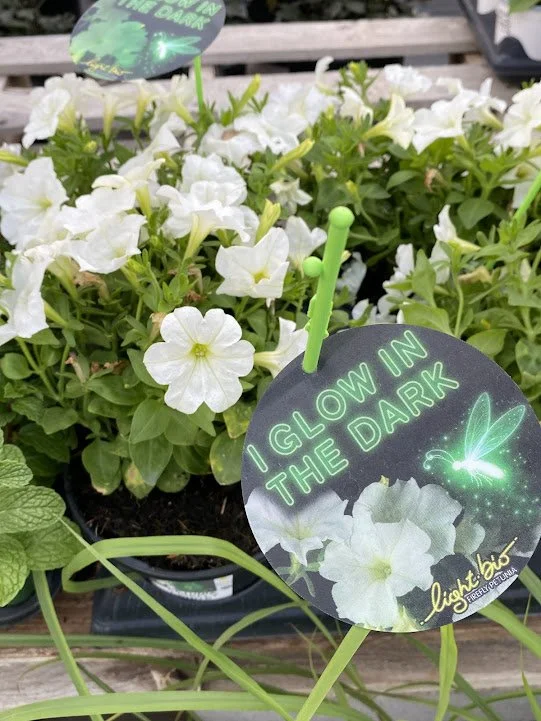  “Firefly” petunias really do glow in the dark!  See last  really blurry  picture… 