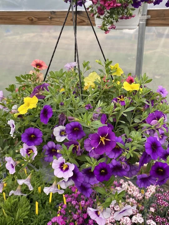  Bloomtastic Calibachoa Large Fiber Hanging Basket - $40 
