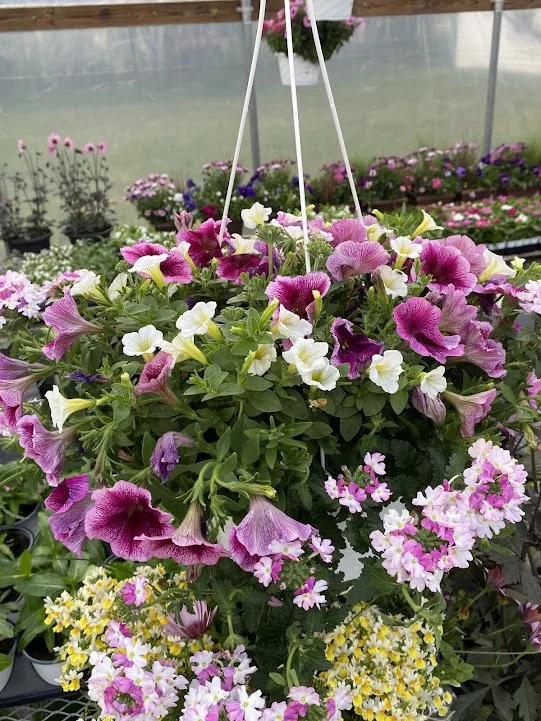  “Rose Chateau” Hanging Basket - $20 