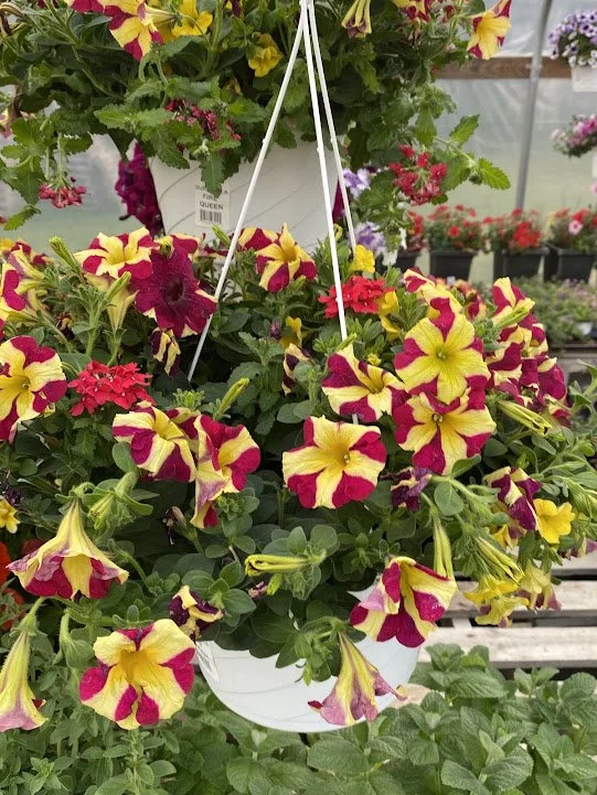  “Fire Queen” Hanging Basket - $20 