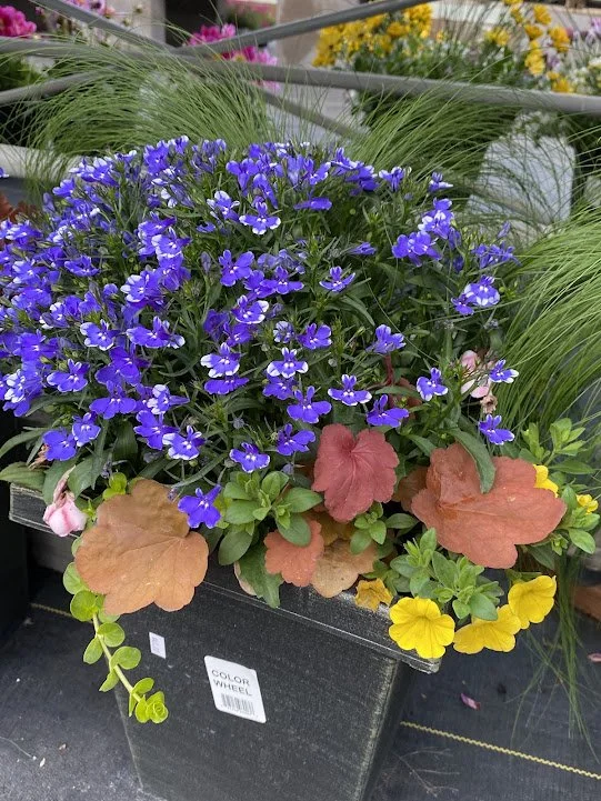  “Color Wheel” Large Square Combo Pot - good for part sun - $40   