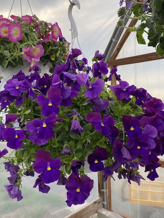 Still some nice pansy baskets! $10 