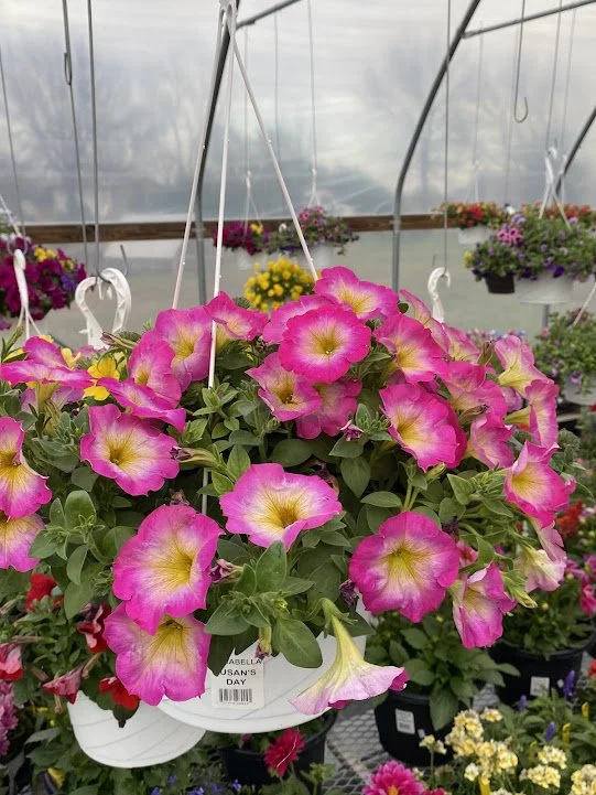  “Susan’s Day” Hanging Basket - $20 