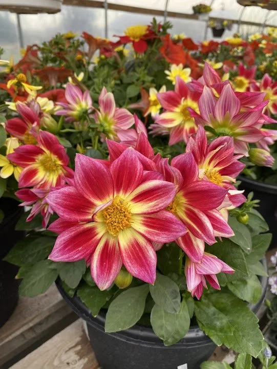 “Summerbees Red Bicolor” Dahlia 10” - $20 