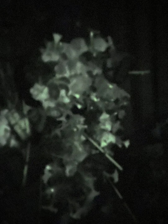  The “Firefly” petunias in the dark.  (Only the buds glow, not the open flowers.) 