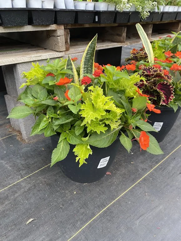  Large Heat-Loving Combo Pot - $40   