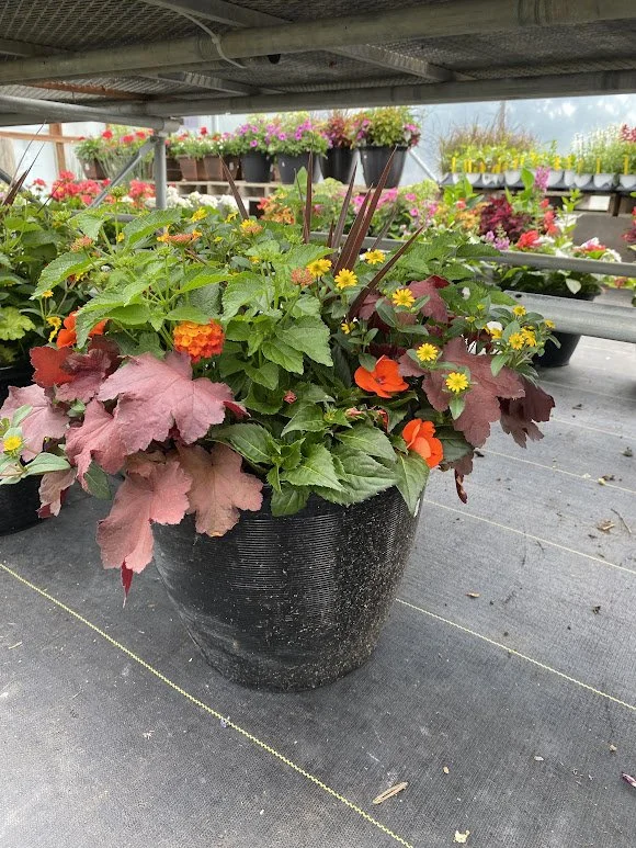  XL Heat Loving Combo Pot - $75 