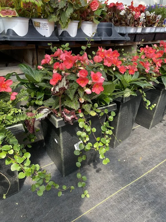  Large Square Shade Combo Pot - $40 