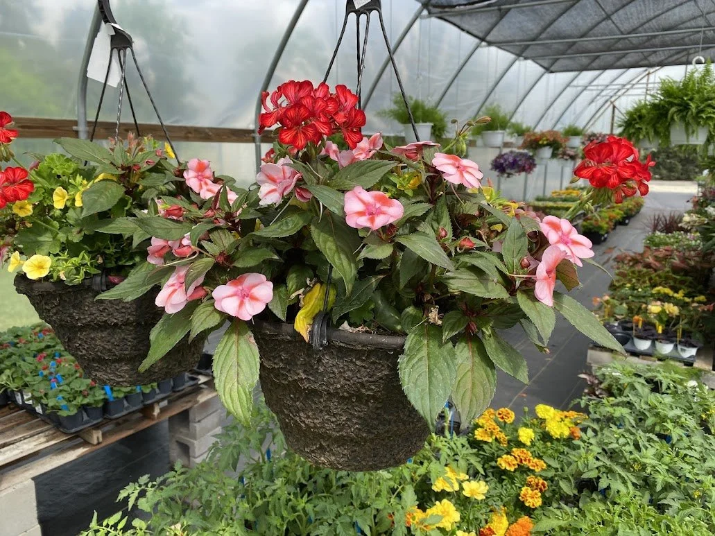  Large Hanging Basket (Sun) - $40 