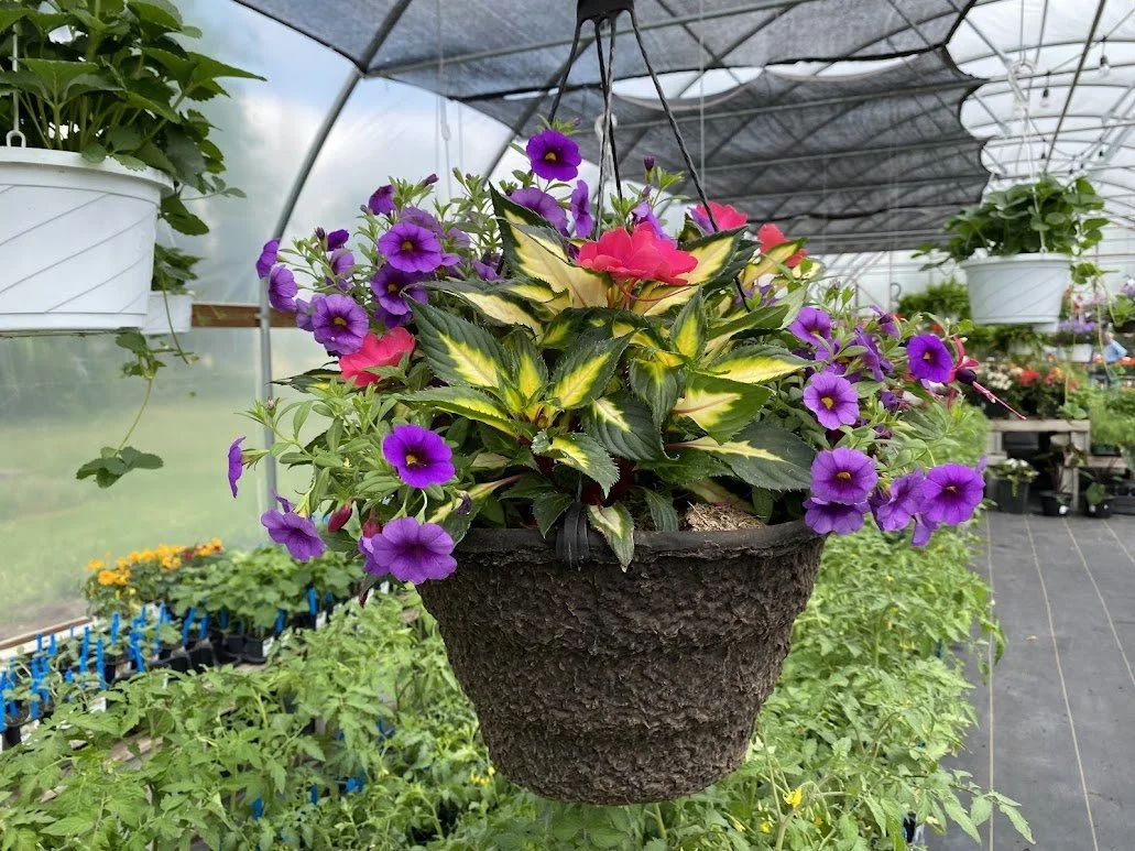  Large Hanging Basket (Sun) - $40 