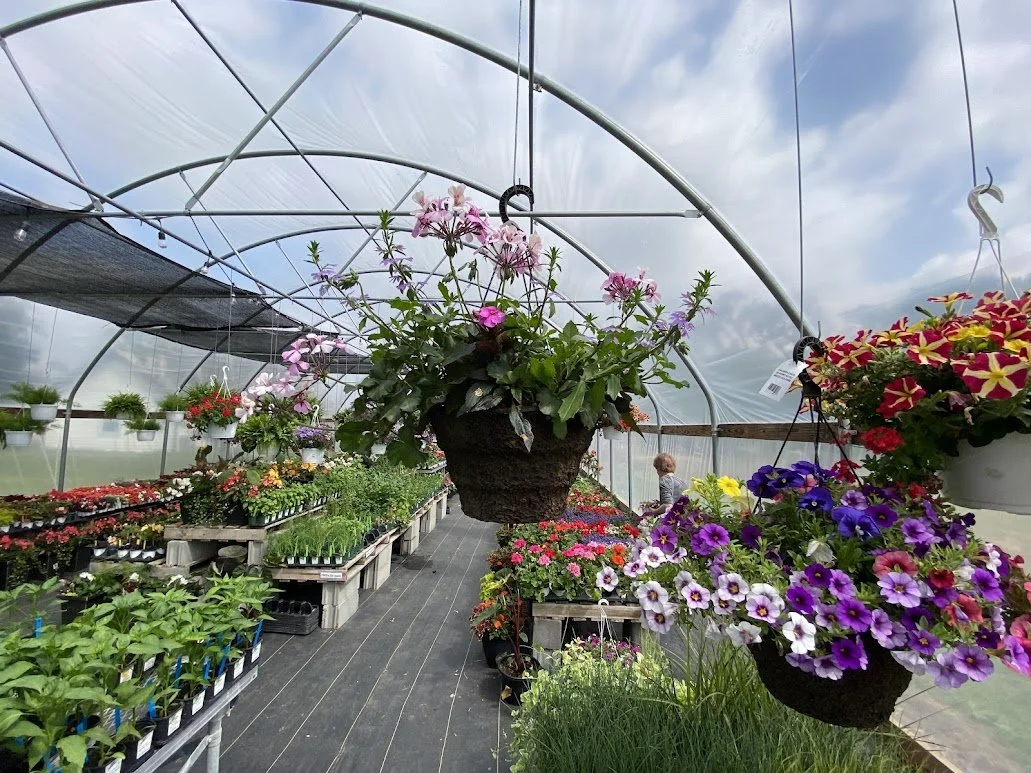  Large Hanging Basket (Sun) - $40 