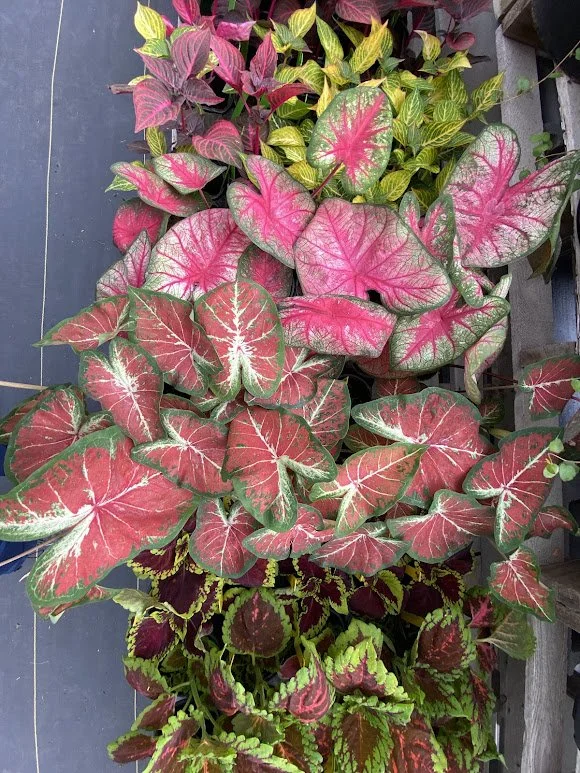  Caladiums - $6 