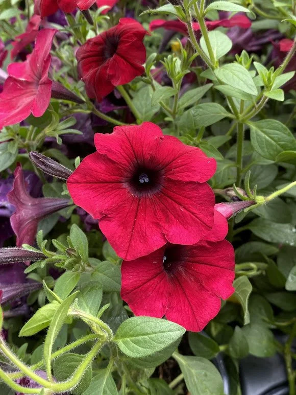  Burgundy Velour Wave Petunia - $6  