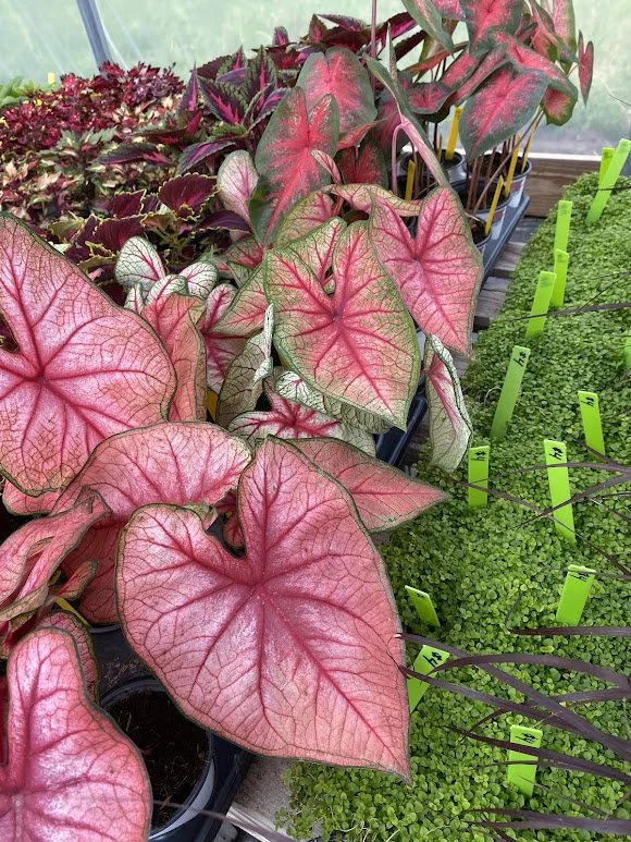  Caladium - $6  Corsican Mint - $4 