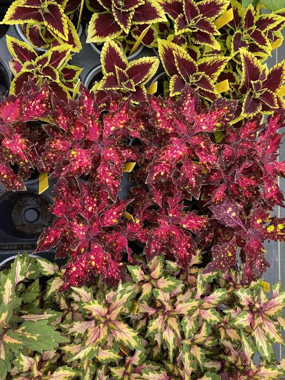  Beautiful Coleus Variety! $6 each   