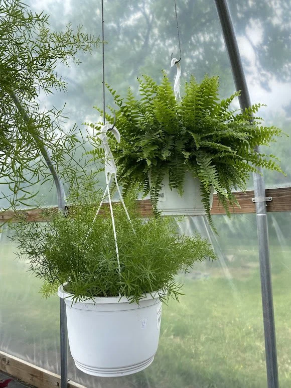  Asparagus Fern and Boston Fern - $20 each 