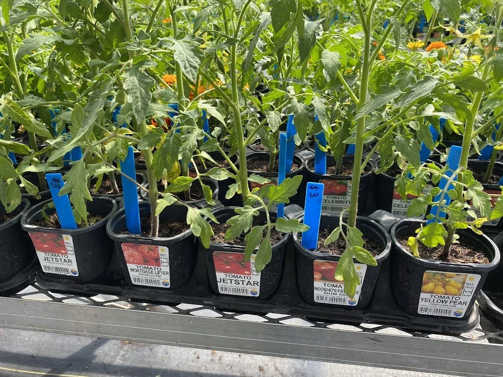  Tomatoes - $3 each  All Veggies Mix-n-Match 10/$25 