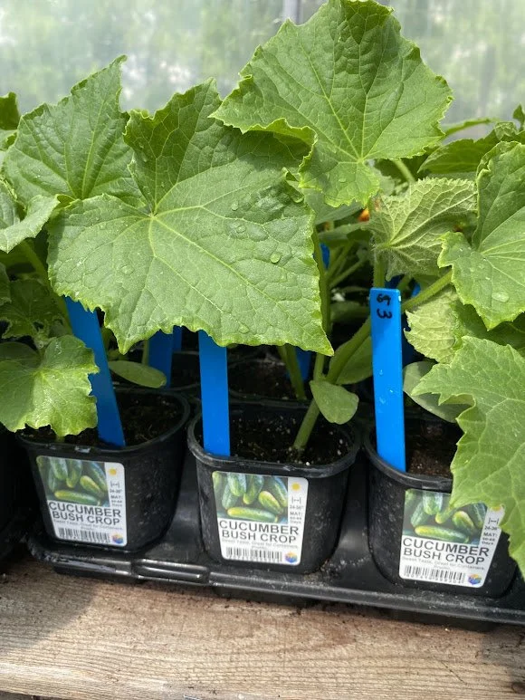  Cucumbers - $3  All veggies Mix-n-Match 10/$25 