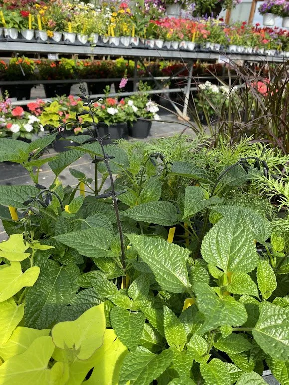  Black and Boom Salvia (One of my faves!) - $6 each 