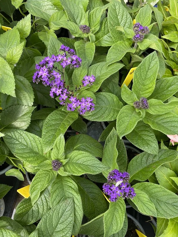  Heliotrope - Smell it! - $6 