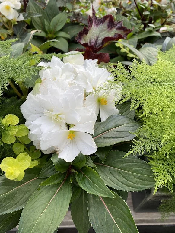  Large Square Shade Combo Pot - $40  Check out the begonias! 